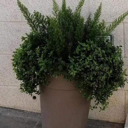 بيت للعطل Patrizia مونتيسكاليوزو